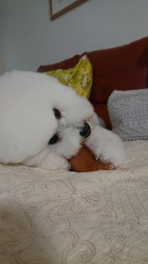 ビションフリーゼ　おもち  げんちゃん！トリミング写真☆ 6BA7FA58-CCC6-4279-80D1-4353356C0072-214x380
