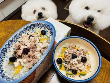 ビションフリーゼ　おもち  げんちゃん！トリミング写真☆ 7C58DA09-41F2-48C9-A6A2-BAD688F0794F-380x285