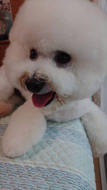 ビションフリーゼ　おもち  げんちゃん！トリミング写真☆ 96C09865-AE7B-413D-997B-D44E1F6AF197-214x380