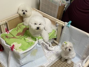 ビションフリーゼ　おもち  げんちゃん！トリミング写真☆ A0B63A11-12D5-4FE7-95F8-7CA6DD1F0C58-380x285