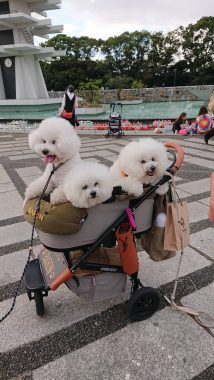 ビションフリーゼ　おもち  駒沢公園の犬のやつ行ってきました！ 10B3CC89-DAA4-40E1-92C3-2827260BF610-214x380