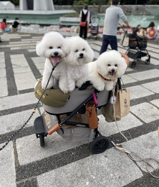 ビションフリーゼ　おもち  駒沢公園の犬のやつ行ってきました！ 694CD31F-3851-43C8-9F91-B9BB9D0AB92E-323x380