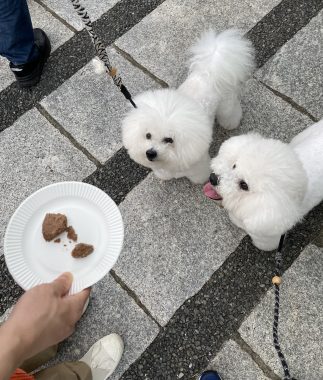 ビションフリーゼ　おもち  駒沢公園の犬のやつ行ってきました！ CBBED47D-9536-4F54-B1A1-FA909DFE1795-323x380