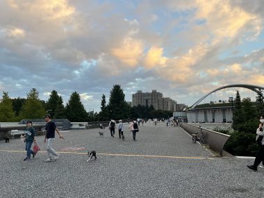 ビションフリーゼ　おもち  駒沢公園の犬のやつ行ってきました！ D826583E-F8EC-46AE-B503-020CD069F1D6-380x285