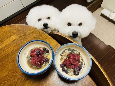 ビションフリーゼ　おもち  犬の歯列矯正の事 IMG_2296-380x285