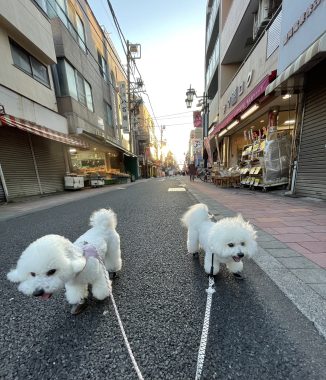 ビションフリーゼ　おもち  火曜の朝しかやってないお店 IMG_4679-326x380