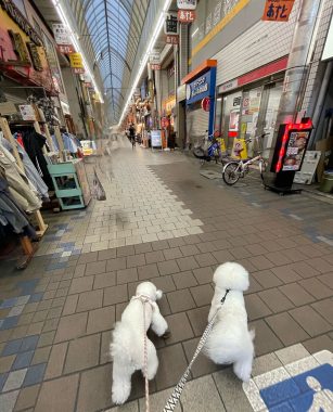 ビションフリーゼ　おもち  火曜の朝しかやってないお店 IMG_4681-307x380