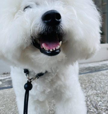 ビションフリーゼ　おもち  おもちふくらむ 6月13日(木曜) IMG_4689-360x380