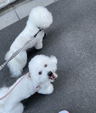 ビションフリーゼ　おもち  おもちふくらむ 6月13日(木曜) IMG_4690-325x380