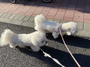 ビションフリーゼ　おもち  おもちふくらむ 6月13日(木曜) IMG_4691-380x285