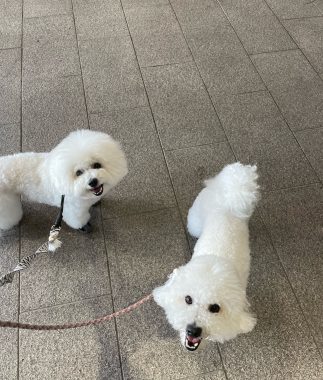 ビションフリーゼ　おもち  おもちふくらむ 6月13日(木曜) IMG_4697-323x380