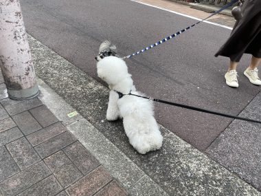 ビションフリーゼ　おもち  ふくらむちゃんトリミング IMG_4767-380x285