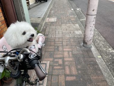 ビションフリーゼ　おもち  ふくらむちゃんトリミング IMG_4768-380x285