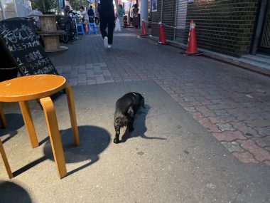 ビションフリーゼ　おもち  おもちふくらむおじ飲み IMG_4817-380x285