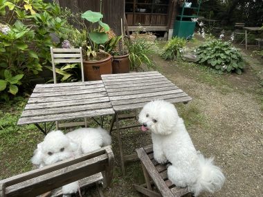 ビションフリーゼ　おもち  古民家カフェと寒天屋さんとか IMG_4880-380x285