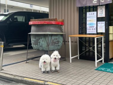 ビションフリーゼ　おもち  古民家カフェと寒天屋さんとか IMG_4882-380x285