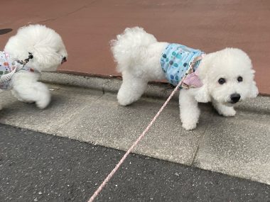 ビションフリーゼ　おもち  おもちふくらむ7月11日(木曜) IMG_4993-380x285