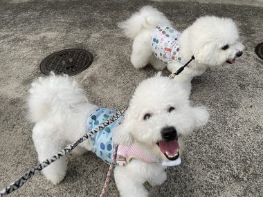 ビションフリーゼ　おもち  おもちふくらむ7月11日(木曜) IMG_4998-380x285