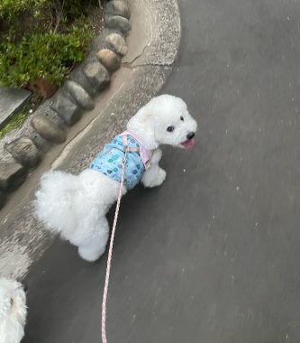 ビションフリーゼ　おもち  おもちふくらむ7月11日(木曜) IMG_5001-333x380