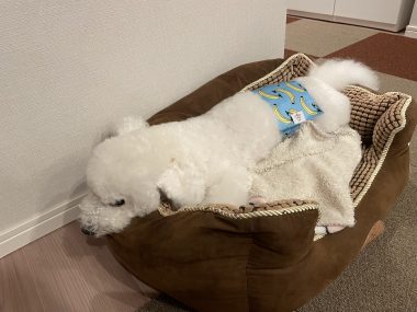 ビションフリーゼ　おもち  ふくらむの事の続きです IMG_5037-380x285