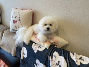 ビションフリーゼ　おもち  帰ってきたふくらむちゃん！ IMG_5080-380x285