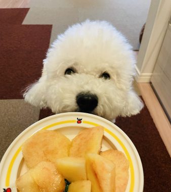 ビションフリーゼ　おもち  もう釣られないふくらむちゃん IMG_5148-338x380