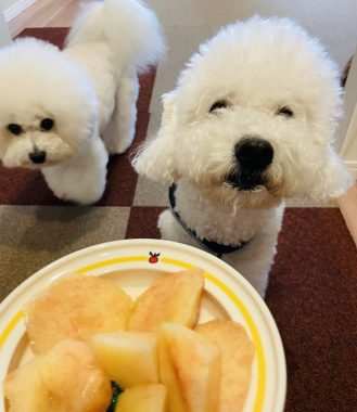 ビションフリーゼ　おもち  もう釣られないふくらむちゃん IMG_5149-329x380