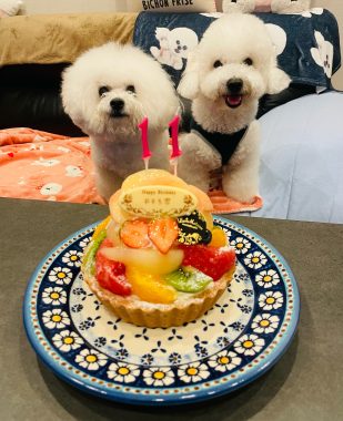 ビションフリーゼ　おもち  8月4日はおもちのお誕生日でした♡ IMG_5240-309x380