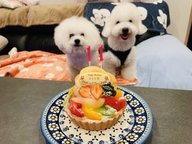 ビションフリーゼ　おもち  8月4日はおもちのお誕生日でした♡ IMG_5241-380x285