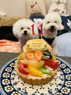 ビションフリーゼ　おもち  8月4日はおもちのお誕生日でした♡ IMG_5242-285x380