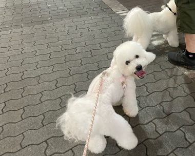 ビションフリーゼ　おもち  マリちゃんと先生ともんじゃ IMG_5280-380x304