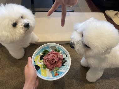 ビションフリーゼ　おもち  ふくらむっちゃん快気祝い＼(^o^)／ IMG_5317-380x285