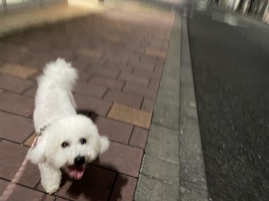 ビションフリーゼ　おもち  ふくらむの足麻痺が再発してしまいました IMG_5404-380x285