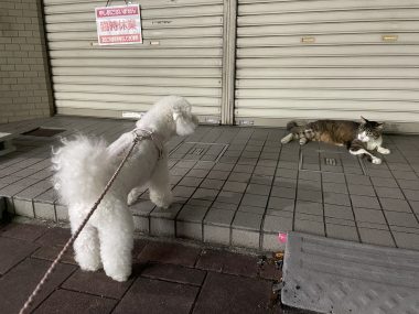 ビションフリーゼ　おもち  ふくらむの足麻痺が再発してしまいました IMG_5413-380x285