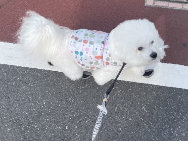 ビションフリーゼ　おもち  続き　水曜のこと IMG_5443-380x285