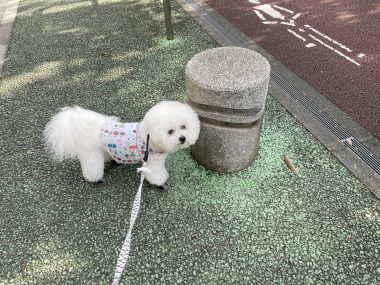 ビションフリーゼ　おもち  続き　水曜のこと IMG_5445-380x285