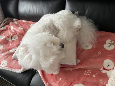 ビションフリーゼ　おもち  続き　水曜のこと IMG_5452-380x285