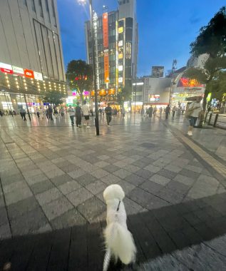 ビションフリーゼ　おもち  ふくらむ緊急再手術になりました IMG_5470-317x380