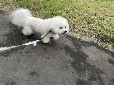 ビションフリーゼ　おもち  ふくらむちゃんの経過 IMG_5576-380x285