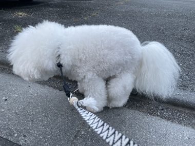 ビションフリーゼ　おもち  おもさんぽ彡 IMG_5608-380x285