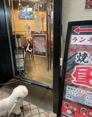 ビションフリーゼ　おもち  ふくらむちゃん、明日抜糸！ IMG_5653-299x380