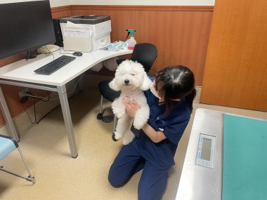 ビションフリーゼ　おもち  ふくらむちゃん抜糸しました IMG_5676-380x285