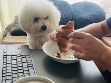 ビションフリーゼ　おもち  ふくらむちゃん5分のおさんぽ導入彡 IMG_5703-380x285