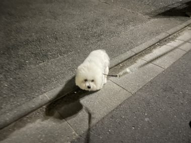 ビションフリーゼ　おもち  ふくらむちゃん5分のおさんぽ導入彡 IMG_5739-380x285