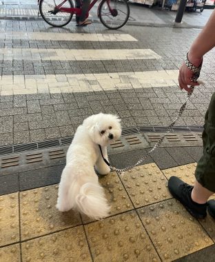 ビションフリーゼ　おもち  ふくらむちゃん5分のおさんぽ導入彡 IMG_5743-312x380