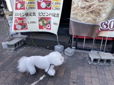 ビションフリーゼ　おもち  おじごはんとおもふくさんぽ彡 IMG_5878-380x285