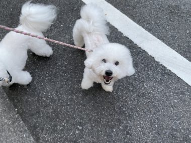 ビションフリーゼ　おもち  おじごはんとおもふくさんぽ彡 IMG_5885-380x285