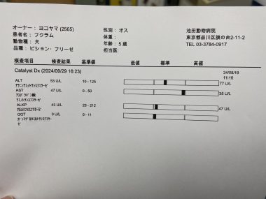 ビションフリーゼ　おもち  ふくらむちゃん首のヘルニア（字あり） IMG_5953-380x285