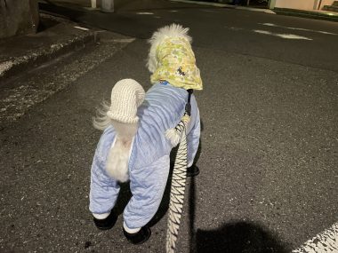 ビションフリーゼ　おもち  おもちふくらむ 10月2日(水曜) IMG_5979-380x285