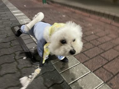 ビションフリーゼ　おもち  おもちふくらむ 10月2日(水曜) IMG_5980-380x285